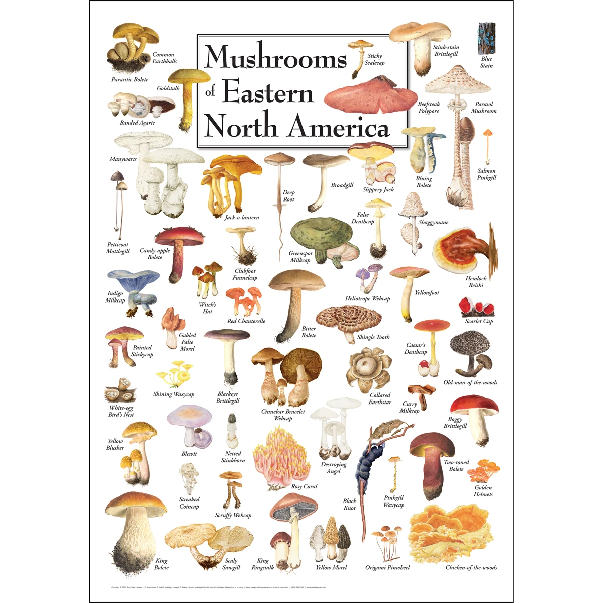 Poster: Mushrooms of Eastern NA - Mass Audubon Shop